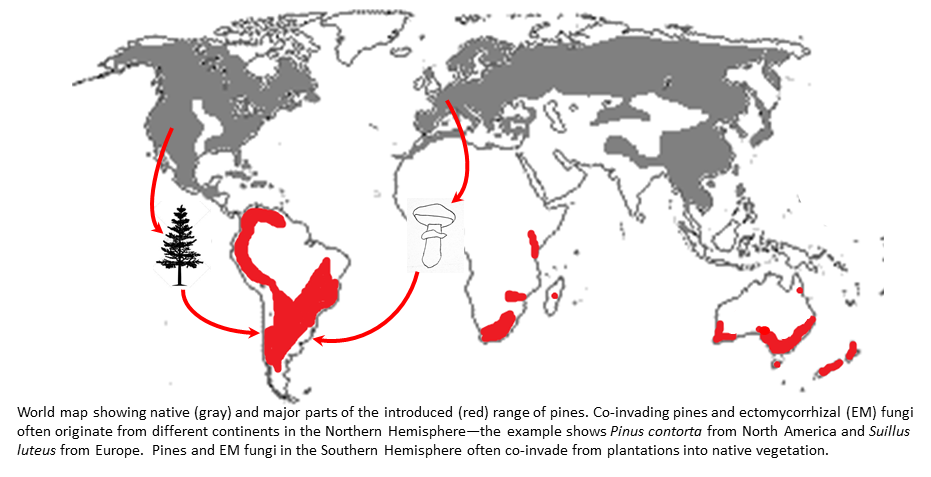 pine-fungal invasion